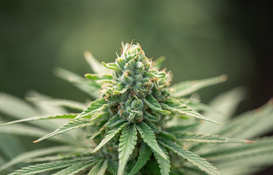 Top Trending Insights on Local Cannabis Access and Consumer Behavior