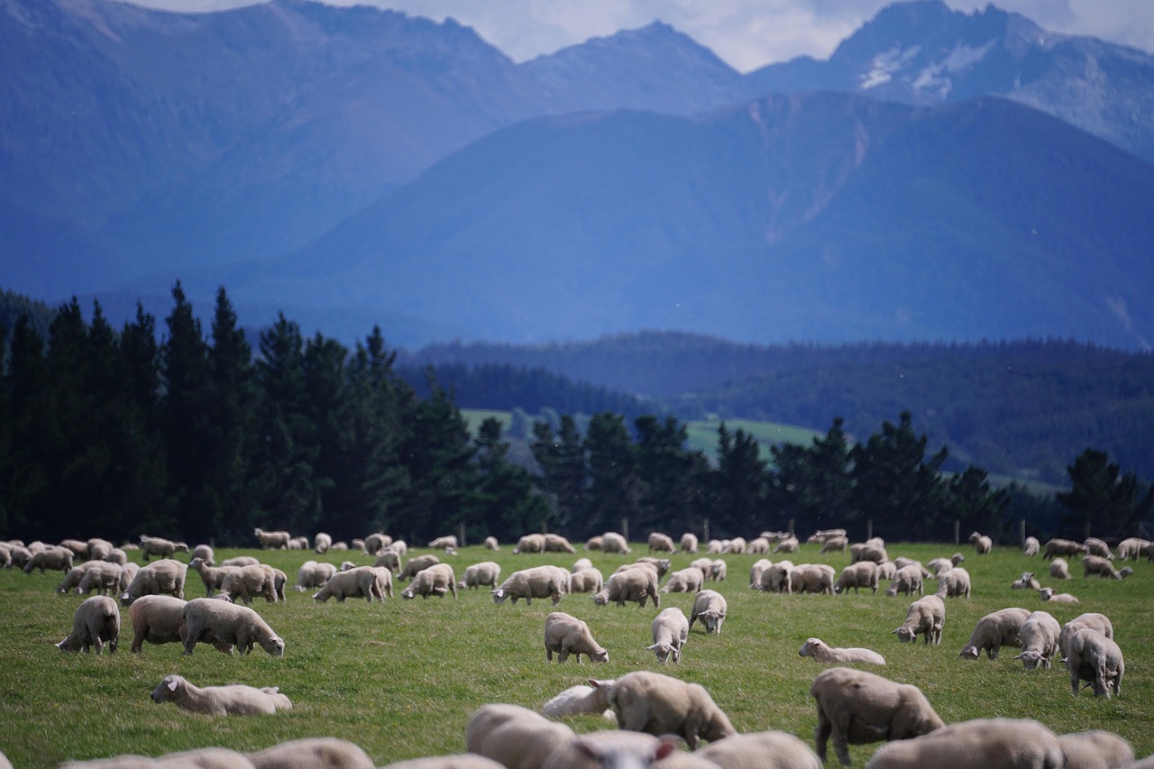 Sheep, new zealand, farm — Benefits of Using XL3 in Mexico