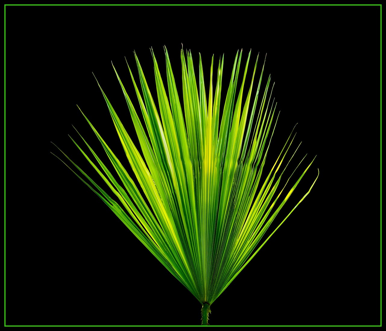Palm leaf, new page, palm fronds — Dr. Azfar Malik: Bridging Psychiatry and Diplomacy Across Borders