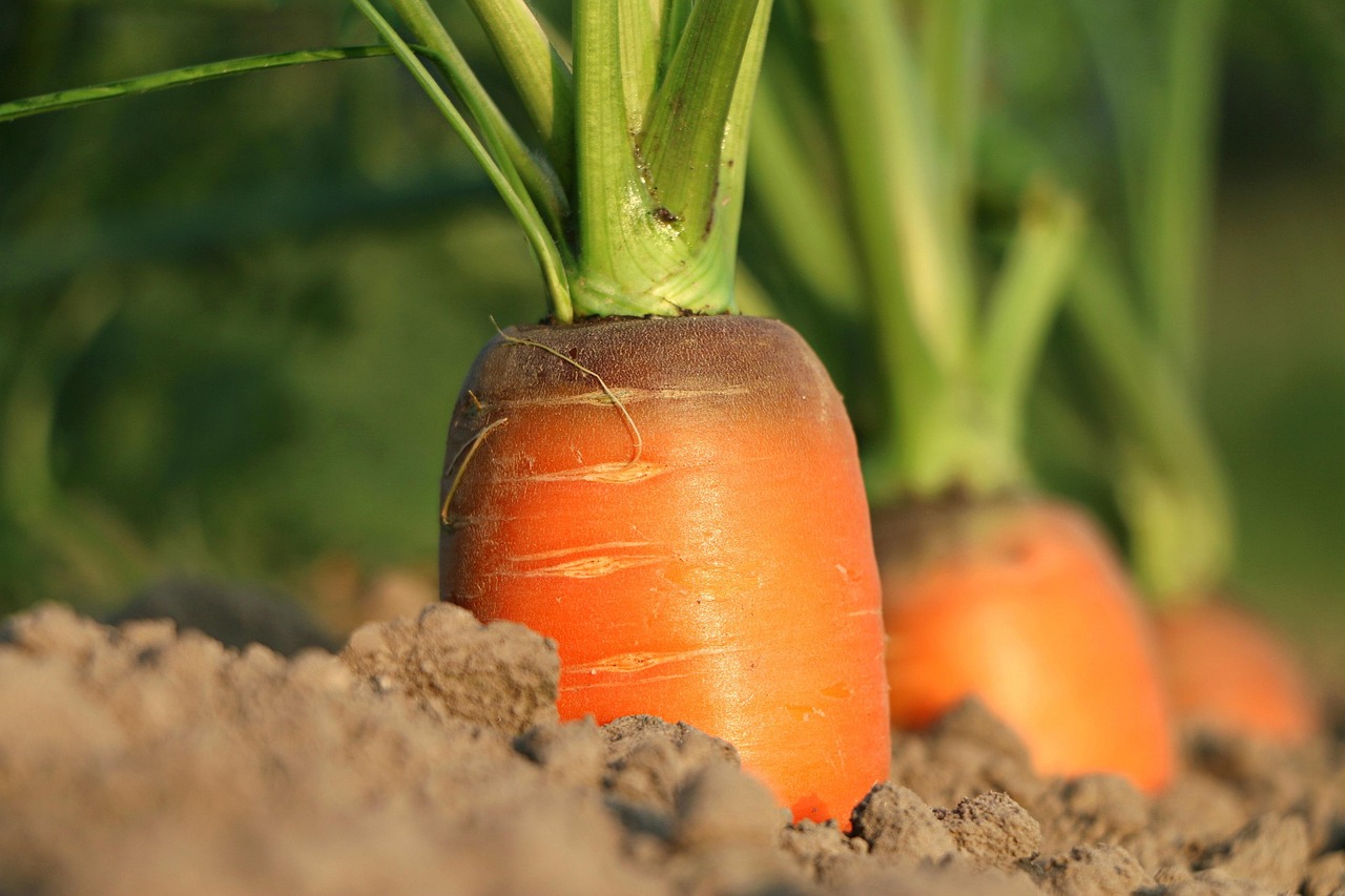 Carrot, growth, vegetables — Dr. Rodolfo Giraldi Promoting Holistic Wellness Through Dedicated Family Practice Services