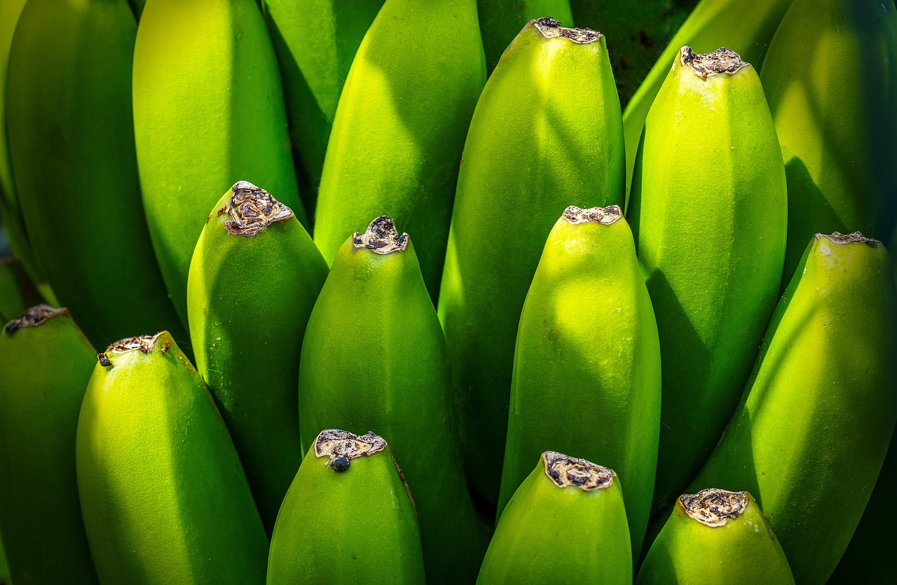 Banana tree, fruit, nourishment — How Stuart Piltch Designs Comprehensive Employee Benefits Programs to Support Staff Wellbei