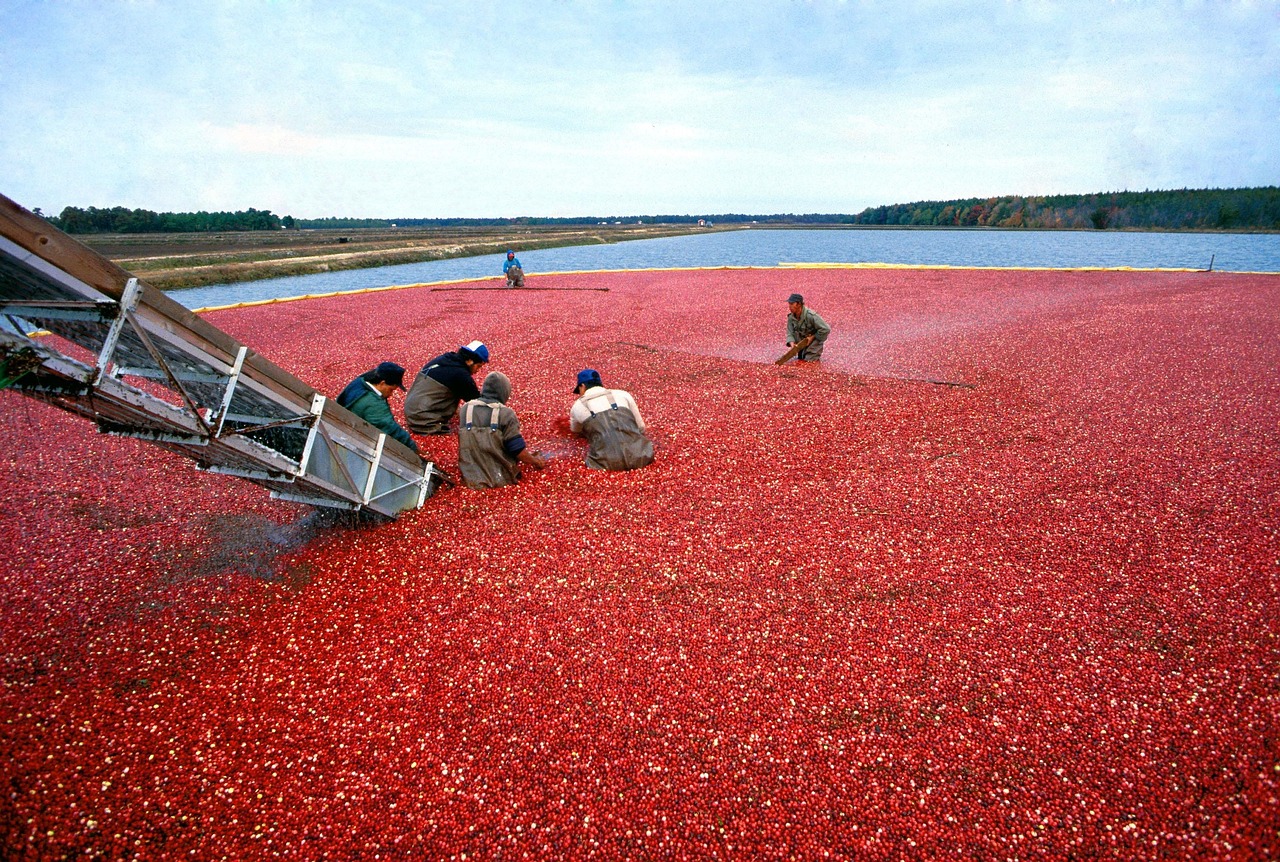 Cranberry, harvest, red — SEO Reseller Program: Top 5 Features Every Great SEO Reseller Program Should Offer